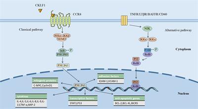 Role of chemokine-like factor 1 as an inflammatory marker in diseases